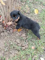 Samson , a male Rottweiler for sale in Bloomfield, IN – 3 of 5