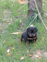 Lil Susie , a female Rottweiler for sale in Bloomfield, IN – 6 of 9