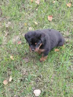 Samson , a male Rottweiler for sale in Bloomfield, IN – 2 of 5