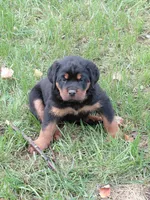 Admiral , a male Rottweiler for sale in Bloomfield, IN – 9 of 9