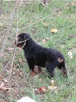Titan , a male Rottweiler for sale in Bloomfield, IN – 3 of 7