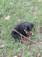 Ingrid , a female Rottweiler for sale in Bloomfield, IN – 8 of 8