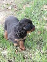 Admiral , a male Rottweiler for sale in Bloomfield, IN – 5 of 9