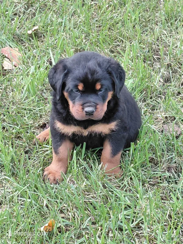 Admiral  – Rottweiler puppy for sale in Bloomfield, IN