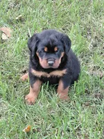 Admiral , a male Rottweiler for sale in Bloomfield, IN – 1 of 9