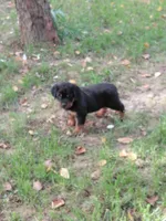 Admiral , a male Rottweiler for sale in Bloomfield, IN – 8 of 9