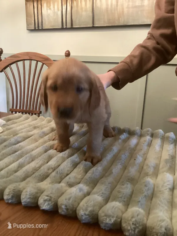 Sabre girl - blue and yellow collar – Golden Retriever puppy for sale in Buffalo, NY