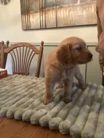 Daisy - lt green collar, a female Golden Retriever for sale in Buffalo, NY – 2 of 3
