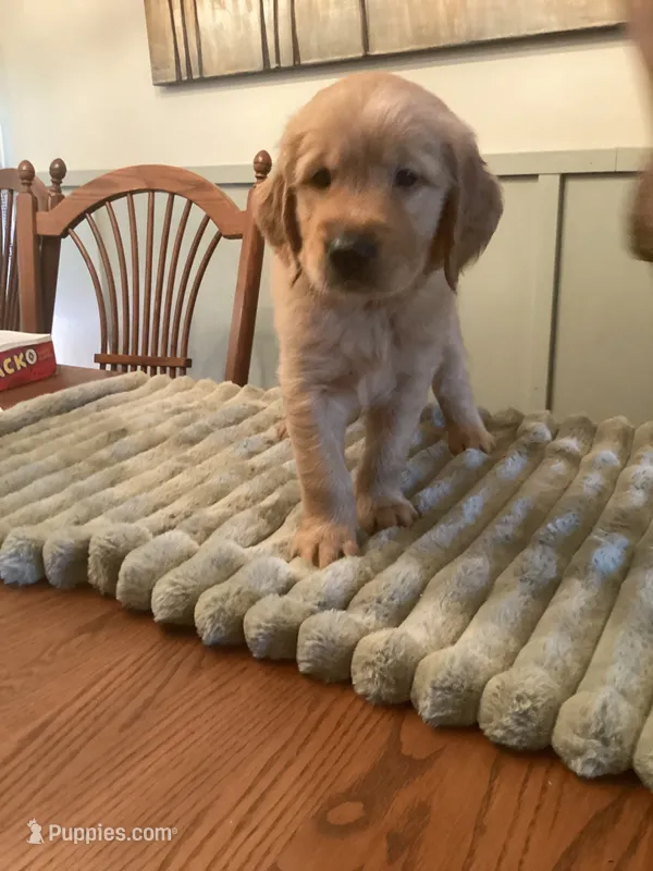 Cookie - lt blue collar – Golden Retriever puppy for sale in Buffalo, NY