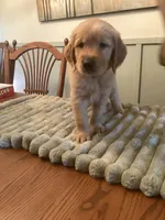 Cookie - lt blue collar, a male Golden Retriever for sale in Buffalo, NY – 1 of 3