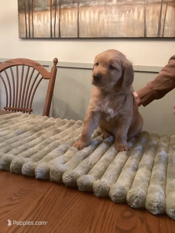 Dion - black collar – Golden Retriever puppy for sale in Buffalo, NY