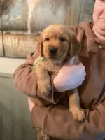 Josh - green collar, a male Golden Retriever for sale in Buffalo, NY – 2 of 2