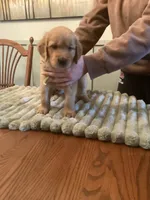Sabre girl - blue and yellow collar, a female Golden Retriever for sale in Buffalo, NY – 2 of 3