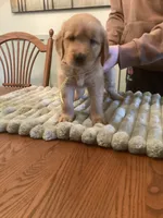Sabre girl - blue and yellow collar, a female Golden Retriever for sale in Buffalo, NY – 3 of 3