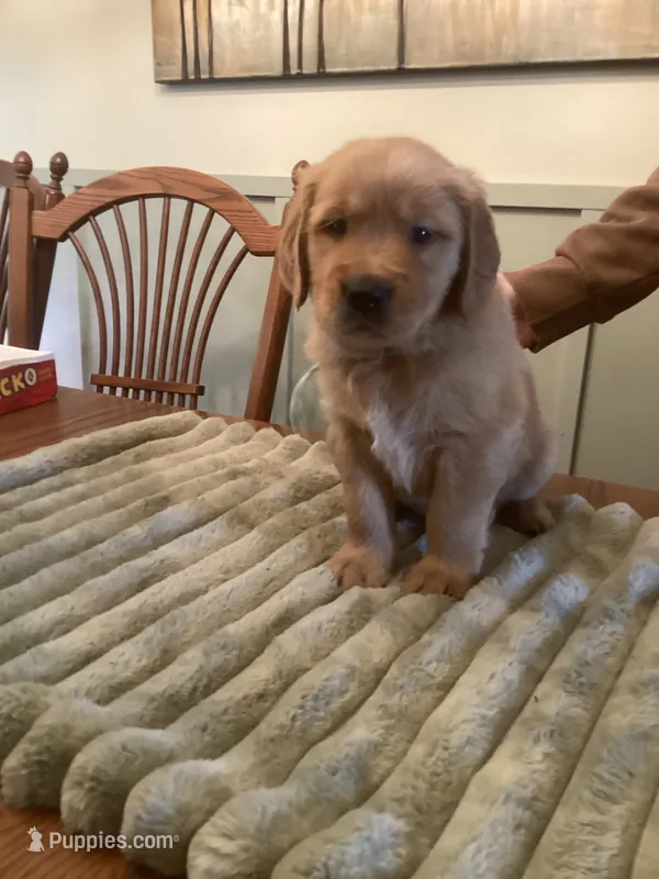 Dawson - red and blue collar – Golden Retriever puppy for sale in Buffalo, NY