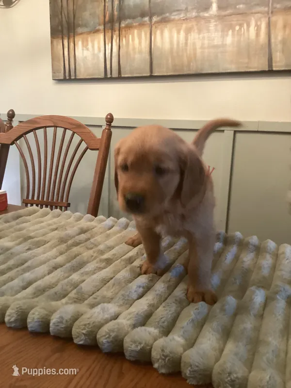 Daisy - lt green collar – Golden Retriever puppy for sale in Buffalo, NY