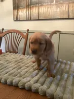 Daisy - lt green collar, a female Golden Retriever for sale in Buffalo, NY – 1 of 3