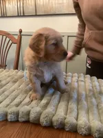 Cookie - lt blue collar, a male Golden Retriever for sale in Buffalo, NY – 3 of 3