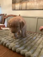 Cookie - lt blue collar, a male Golden Retriever for sale in Buffalo, NY – 2 of 3