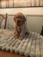 Hailee, a female Golden Retriever for sale in Buffalo, NY – 2 of 3