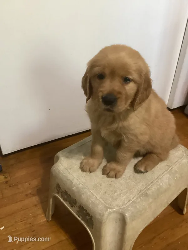 Princess - pink collar – Golden Retriever puppy for sale in Buffalo, NY