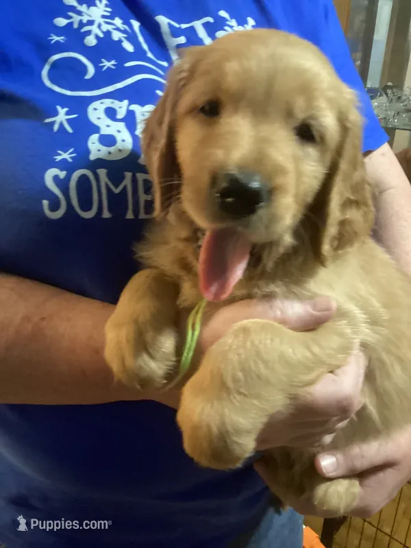 Daisy - lt green collar – Golden Retriever puppy for sale in Buffalo, NY