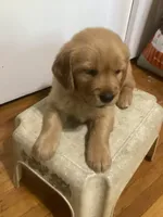 Princess - pink collar, a female Golden Retriever for sale in Buffalo, NY – 2 of 2