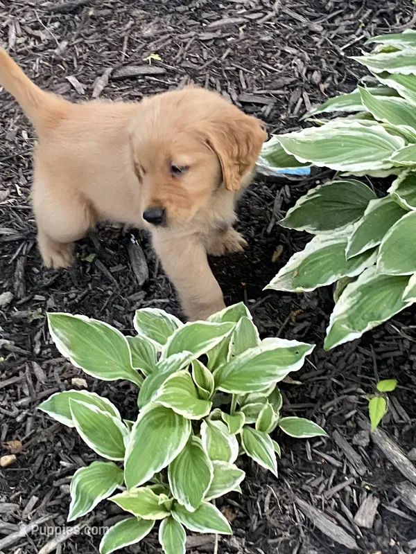 Cookie - lt blue collar – Golden Retriever puppy on hold in Buffalo, NY