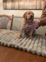 Dion - black collar, a male Golden Retriever for sale in Buffalo, NY – 3 of 3