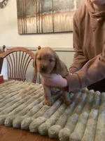 Daisy - lt green collar, a female Golden Retriever for sale in Buffalo, NY – 3 of 3