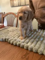 Patty cakes - lt purple collar, a female Golden Retriever for sale in Buffalo, NY – 2 of 2