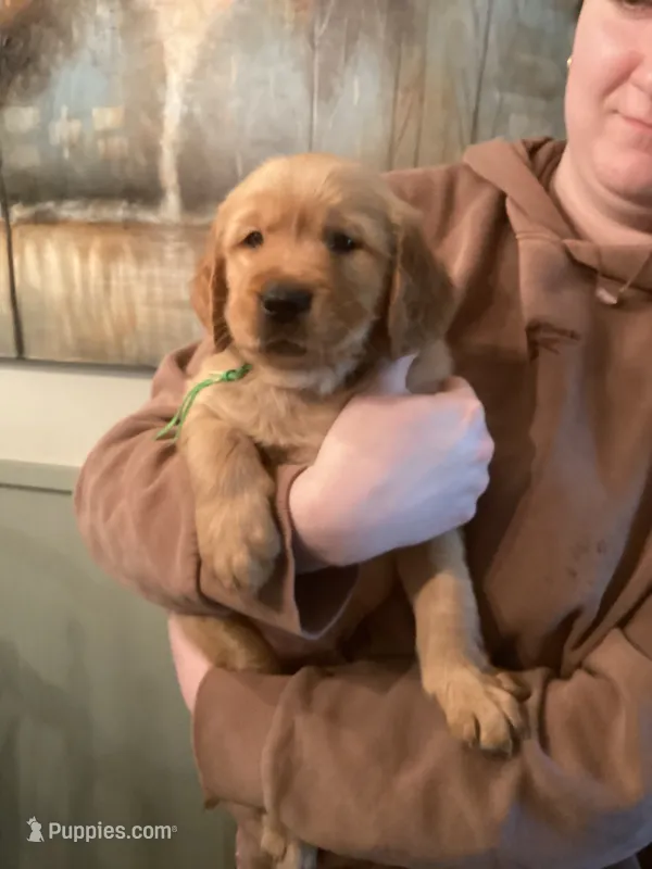 Josh - green collar – Golden Retriever puppy for sale in Buffalo, NY