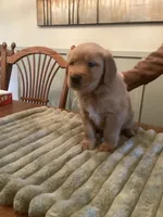 Dawson - red and blue collar, a male Golden Retriever for sale in Buffalo, NY – 3 of 3