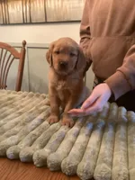 Sunny - yellow collar, a female Golden Retriever for sale in Buffalo, NY – 1 of 3