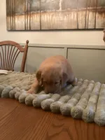 Dawson - red and blue collar, a male Golden Retriever for sale in Buffalo, NY – 2 of 3
