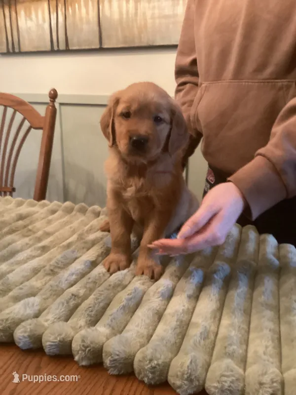 Hailee – Golden Retriever puppy for sale in Buffalo, NY