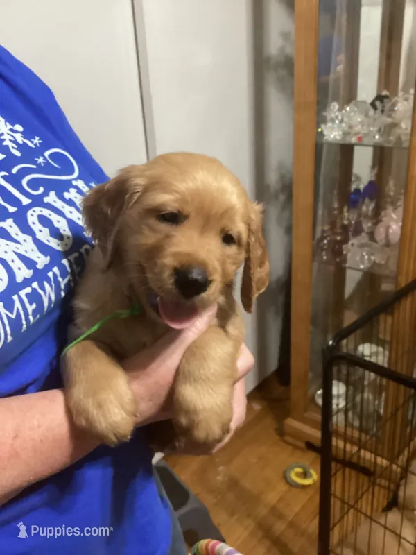 Josh - green collar – Golden Retriever puppy for sale in Buffalo, NY