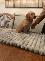 Dion - black collar, a male Golden Retriever for sale in Buffalo, NY – 2 of 3