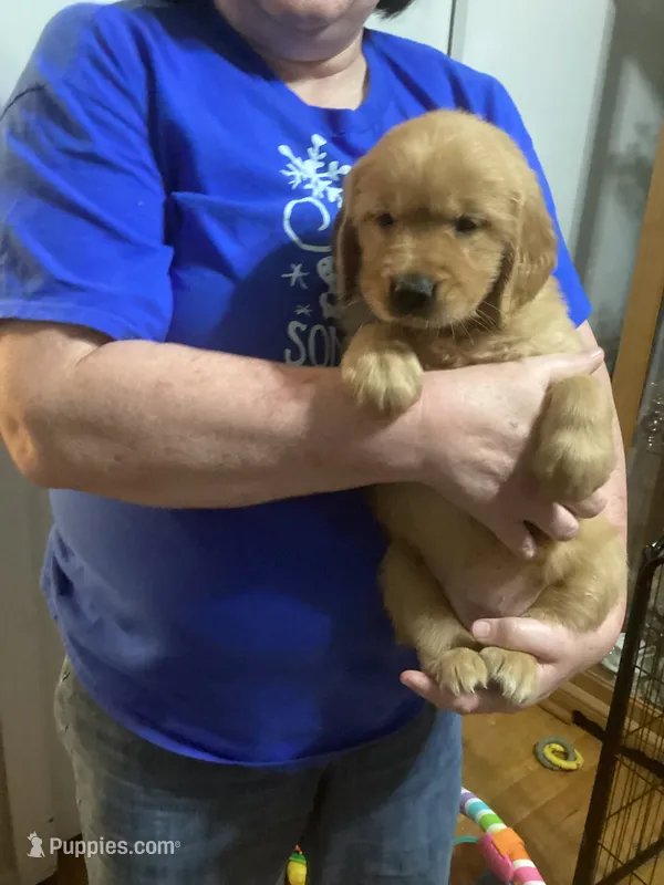 Princess - pink collar – Golden Retriever puppy for sale in Buffalo, NY