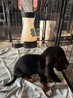 Charlie, a male Basset Hound for sale in Lake City, FL – 2 of 4