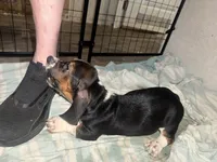 Batman, a male Basset Hound for sale in Lake City, FL – 2 of 3