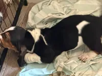 Ben, a male Basset Hound for sale in Lake City, FL – 2 of 4