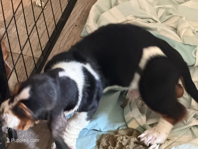 Moe – Basset Hound puppy for sale in Lake City, FL