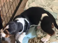 Moe, a male Basset Hound for sale in Lake City, FL – 1 of 1