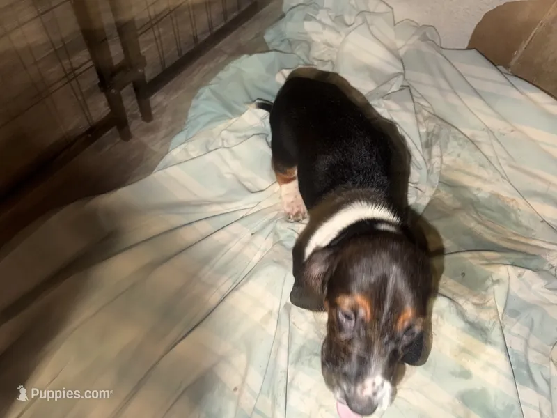 Batman – Basset Hound puppy for sale in Lake City, FL