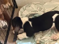 Ben, a male Basset Hound for sale in Lake City, FL – 4 of 4