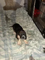 Batman, a male Basset Hound for sale in Lake City, FL – 3 of 3