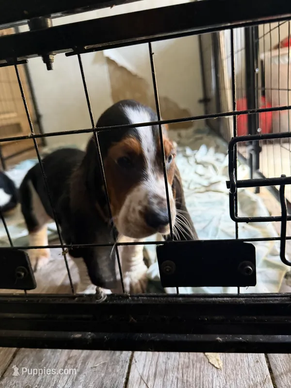 Ben – Basset Hound puppy for sale in Lake City, FL