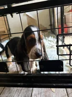 Ben, a male Basset Hound for sale in Lake City, FL – 1 of 4