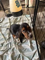 Charlie, a male Basset Hound for sale in Lake City, FL – 4 of 4